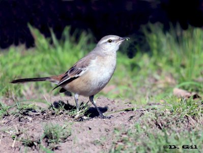 CALANDRIA TRES COLAS (Mimus triurus) - Parque Rodo-MONTEVIDEO (Junio 2011)